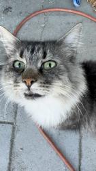 Found/Stray Female Cat last seen Near shelly lane, Vacaville, CA 95688