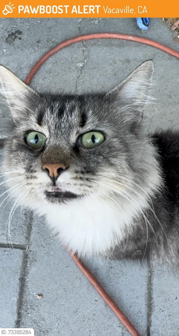 Found/Stray Female Cat last seen Near shelly lane, Vacaville, CA 95688