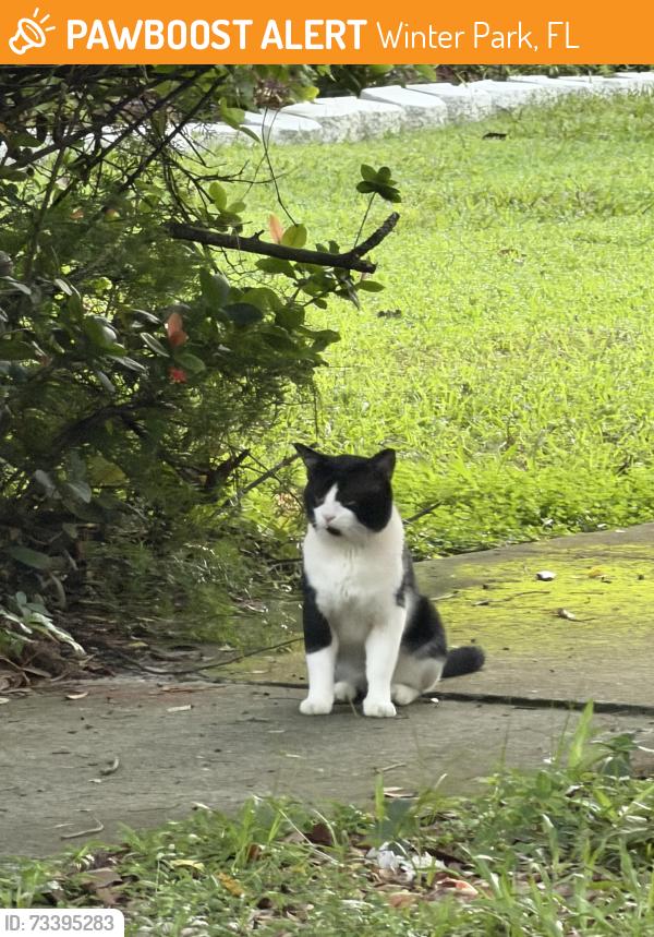 Found/Stray Unknown Cat last seen dunraven dr and kimbrace place, Winter Park, FL 32792