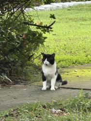 Found/Stray Unknown Cat last seen dunraven dr and kimbrace place, Winter Park, FL 32792