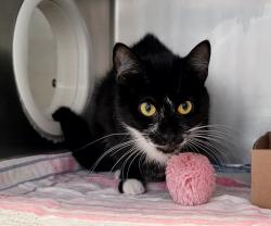 Shelter Stray Female Cat last seen Crescent Avenue, STATEN ISLAND, NY, 10301, 3139 Veterans Rd W, Staten Island, NY 10309, USA