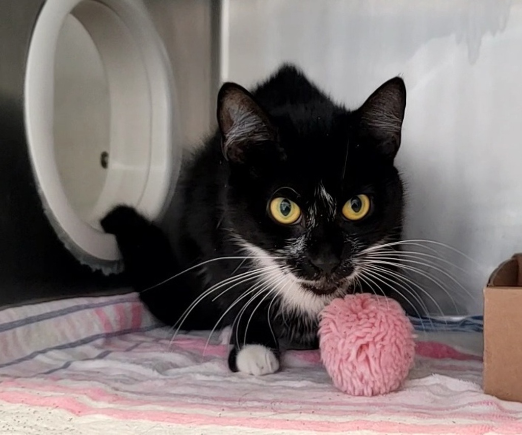 Shelter Stray Female Cat last seen Crescent Avenue, STATEN ISLAND, NY, 10301, 3139 Veterans Rd W, Staten Island, NY 10309, USA