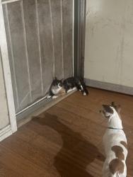 Lost Female Cat last seen 11th st near the Vazquez liquor store, Bloomington, CA 92316