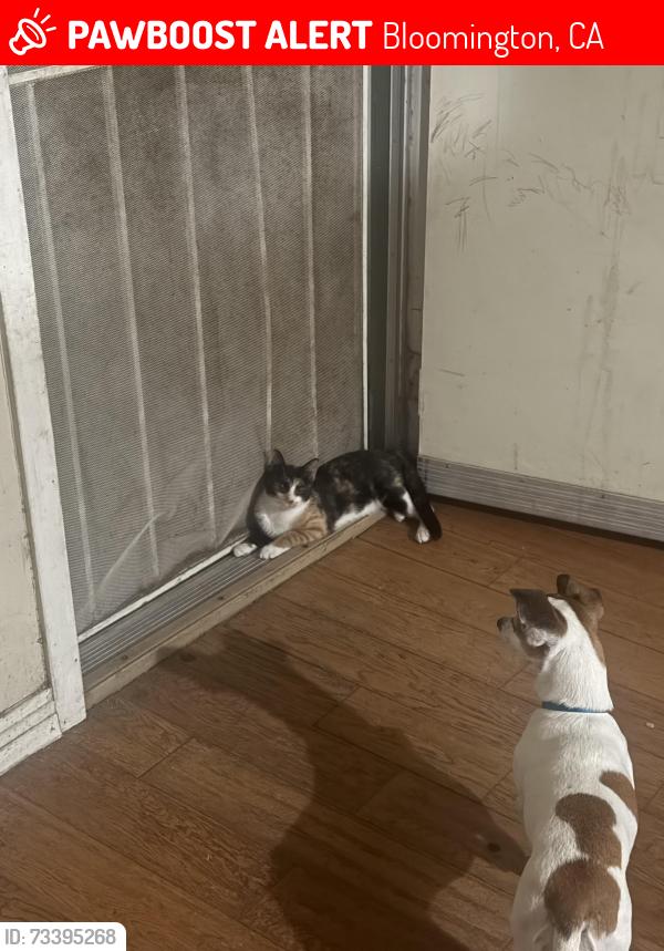 Lost Female Cat last seen 11th st near the Vazquez liquor store, Bloomington, CA 92316