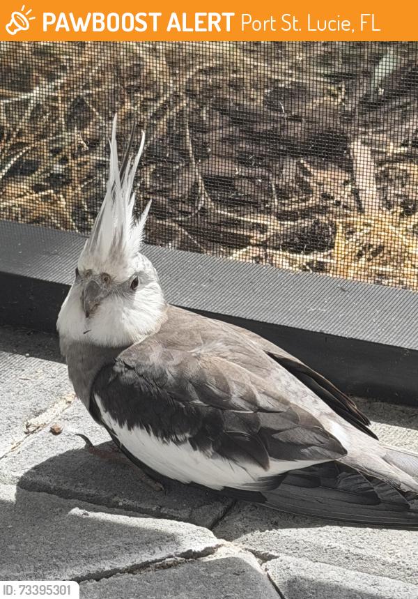 Found/Stray Unknown Bird last seen SW Midnight Stream and Bay Brook, Port St. Lucie, FL 34987