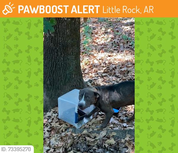 Found/Stray Male Dog last seen Ives and Dunbar, cement block hse with collapsed roof, Little Rock, AR 72223