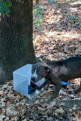 Found/Stray Male Dog last seen Ives and Dunbar, cement block hse with collapsed roof, Little Rock, AR 72223