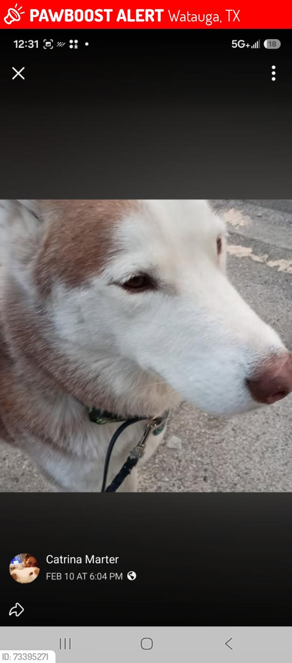 Lost Male Dog last seen 7-11 meacham blvd and i-35, Watauga, TX 76137