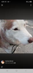 Lost Male Dog last seen 7-11 meacham blvd and i-35, Watauga, TX 76137
