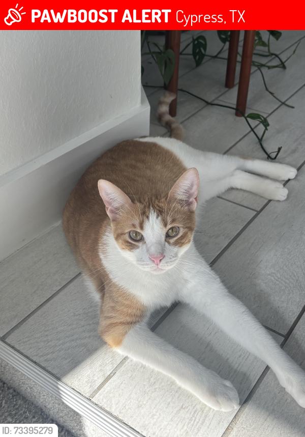 Lost Female Cat last seen Westgreen blvd and cooper breaks zing, bridgeland, parkland subdivision, Cypress, TX 77433