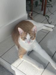 Lost Female Cat last seen Westgreen blvd and cooper breaks zing, bridgeland, parkland subdivision, Cypress, TX 77433