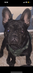 Reunited Male Dog last seen Haven, Ontario, CA 91761