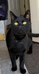 Lost Male Cat last seen Police Everett, Everett, MA 02149