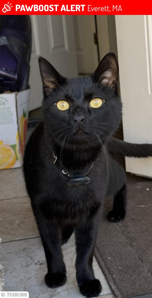 Lost Male Cat last seen Police Everett, Everett, MA 02149