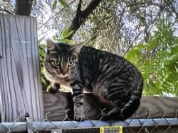 Found/Stray Unknown Cat last seen Drummond and Putah Creek Trail, Davis, CA 95618