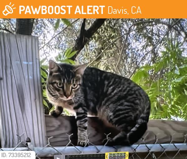 Found/Stray Unknown Cat last seen Drummond and Putah Creek Trail, Davis, CA 95618