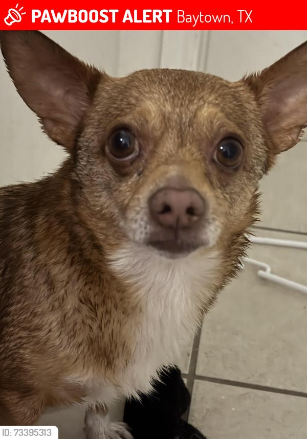 Lost Male Dog last seen Springfield, Baytown, TX 77521