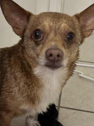 Lost Male Dog last seen Springfield, Baytown, TX 77521