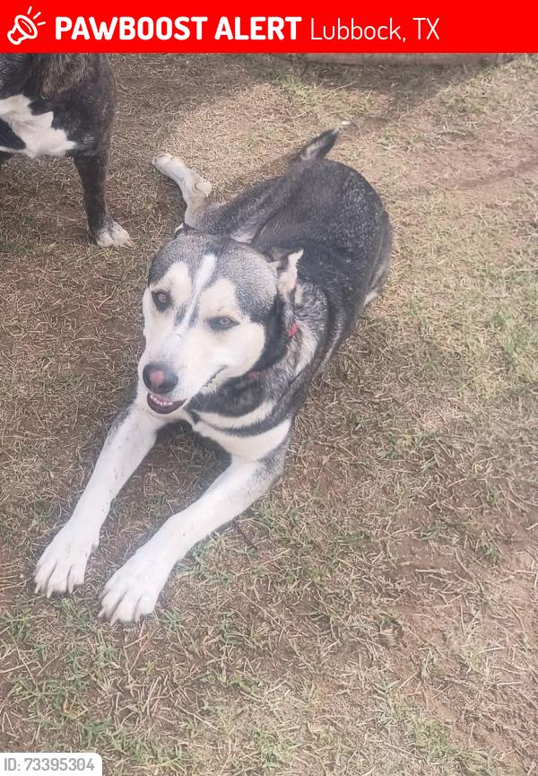 Lost Male Dog last seen East Lubbock off of 82nd and MLK Blvd, Lubbock, TX 79404
