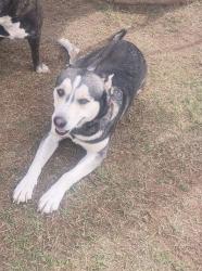 Lost Male Dog last seen East Lubbock off of 82nd and MLK Blvd, Lubbock, TX 79404