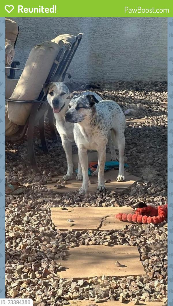 Reunited Male Dog last seen Warren and Farrell in Maricopa, Pinal County, AZ 85139