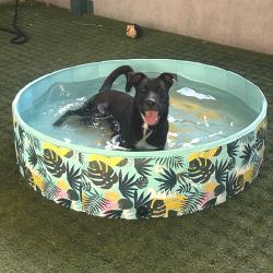 Shelter Stray Male Dog last seen , 361 S Raymond Ave, Pasadena, CA 91105, USA