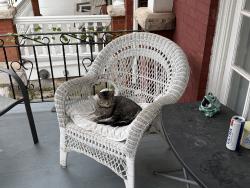 Found/Stray Male Cat last seen Lancaster Theological Seminaeg, Lancaster, PA 17603