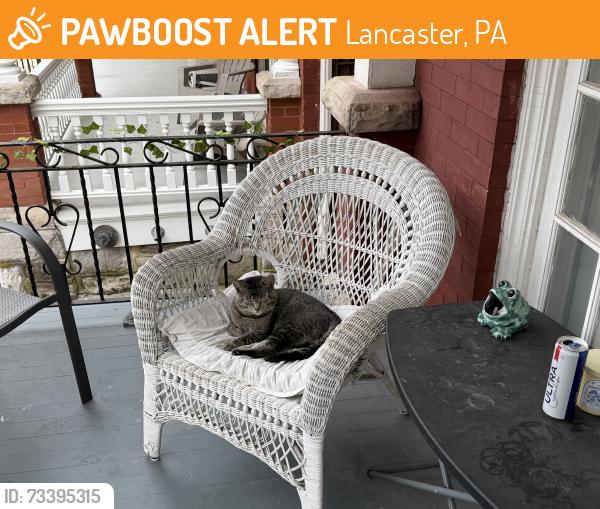 Found/Stray Male Cat last seen Lancaster Theological Seminaeg, Lancaster, PA 17603
