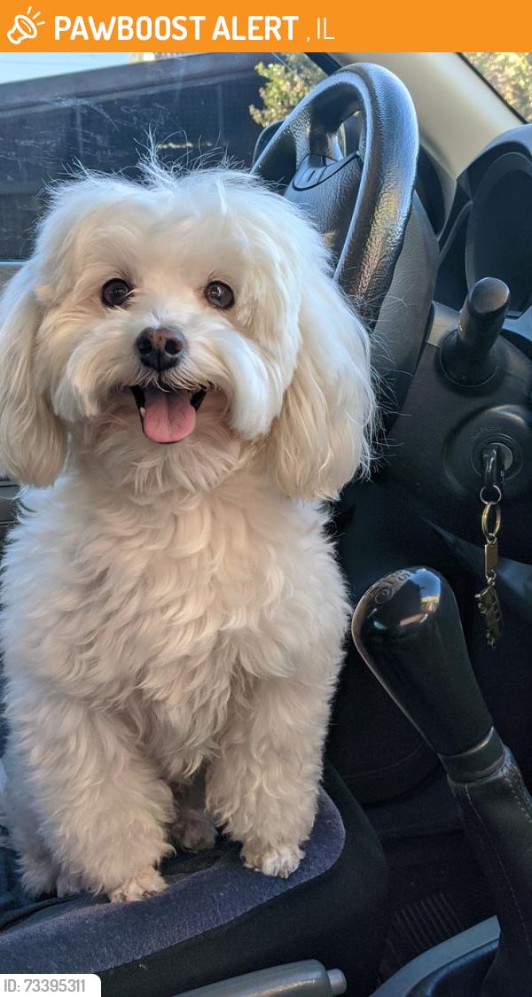 Found/Stray Male Dog last seen Walmart, Morton, IL 61550