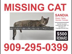 Reunited Female Cat last seen Arrow Hwy & Cienega Ave, San Dimas, CA 91773