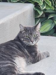 Found/Stray Unknown Cat last seen Near W 1500 N, Centerville, UT 84014
