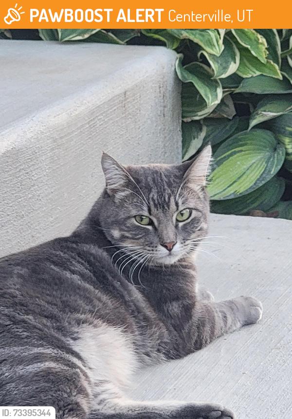 Found/Stray Unknown Cat last seen Near W 1500 N, Centerville, UT 84014