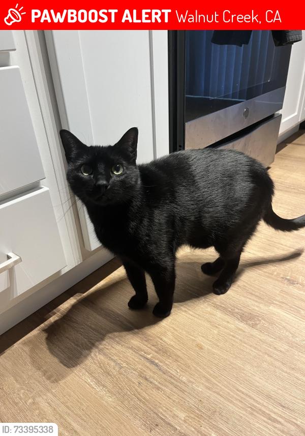 Lost Male Cat last seen Stewart Ave, Walnut Creek, CA 94596