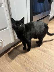 Lost Male Cat last seen Stewart Ave, Walnut Creek, CA 94596