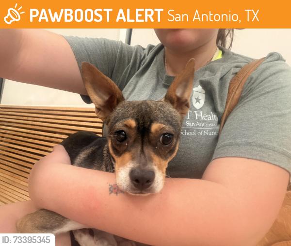 Found/Stray Unknown Dog last seen Heathridge, San Antonio, TX 78250