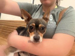 Found/Stray Unknown Dog last seen Heathridge, San Antonio, TX 78250