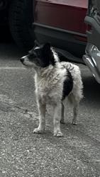 Found/Stray Female Dog last seen IPI Plastics, San Jose, CA 95131