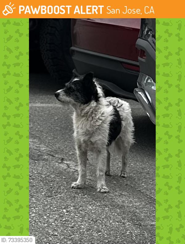 Found/Stray Female Dog last seen IPI Plastics, San Jose, CA 95131