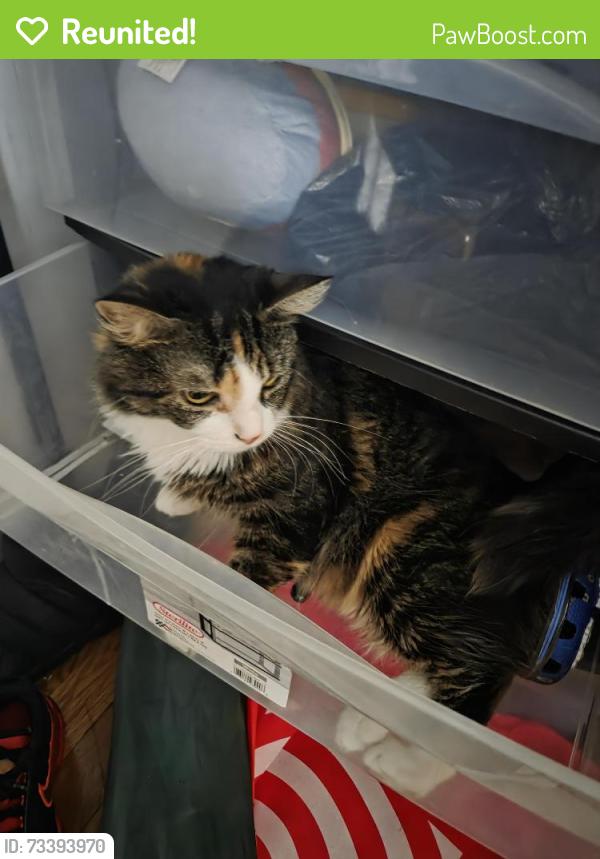 Reunited Female Cat last seen Near s 4th Street Brooklyn NY, Brooklyn, NY 11211