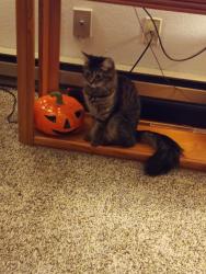Lost Female Cat last seen Broadway Ave and Pines st., Spokane Valley, WA 99216