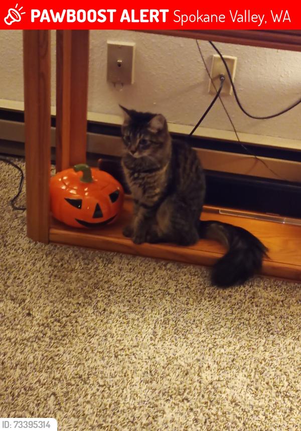 Lost Female Cat last seen Broadway Ave and Pines st., Spokane Valley, WA 99216