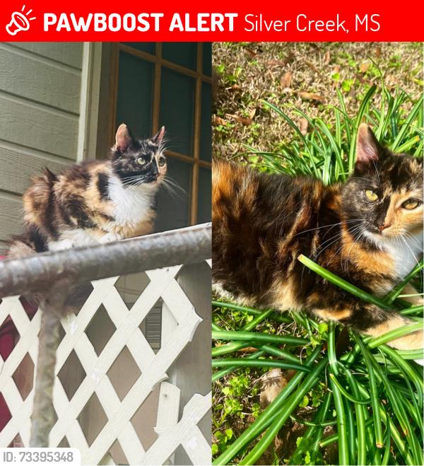Lost Female Cat last seen Near Ray Cliburn rd & North Pleasant Hill rd, Silver Creek, MS 39663
