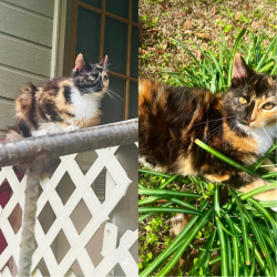 Lost Female Cat last seen Near Ray Cliburn rd & North Pleasant Hill rd, Silver Creek, MS 39663