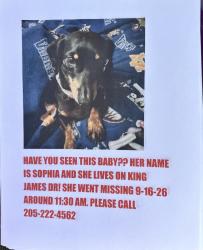 Lost Female Dog last seen Hill Spun Road, Alabaster, AL 35007
