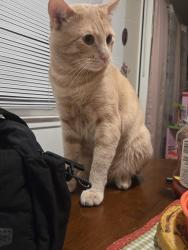 Lost Male Cat last seen Redwood ave, Redwood City, CA 94061