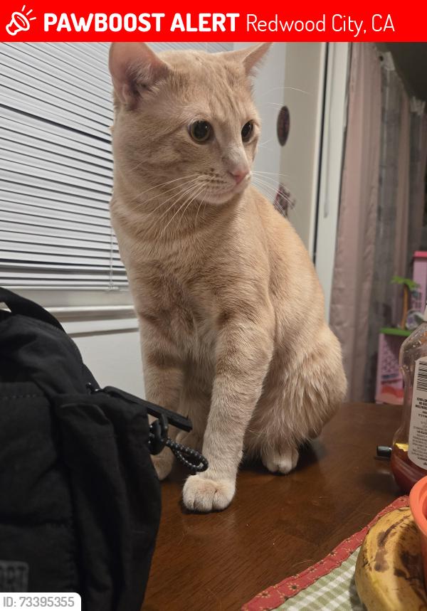 Lost Male Cat last seen Redwood ave, Redwood City, CA 94061
