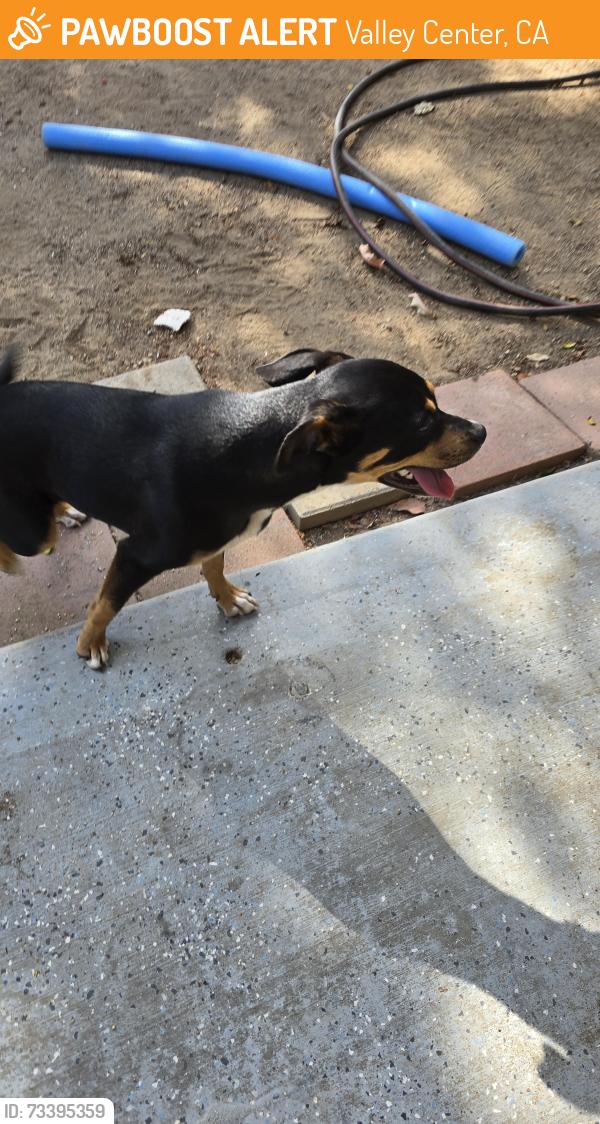 Found/Stray Female Dog last seen Valley center rd, Valley Center, CA 92082