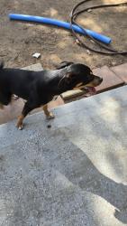 Found/Stray Female Dog last seen Valley center rd, Valley Center, CA 92082