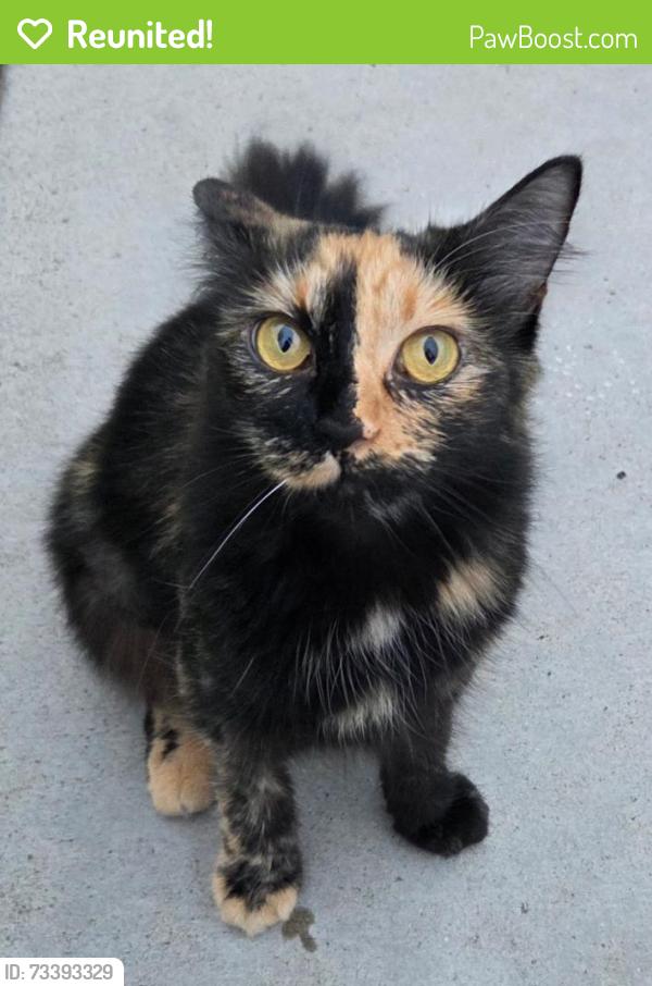 Reunited Female Cat last seen BRADFORD PL and Carriage Dr, Santa Ana, CA 92707