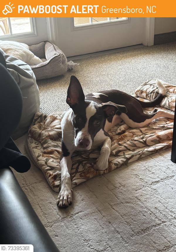 Found/Stray Female Dog last seen University of North Carolina Greensboro, Greensboro, NC 27403